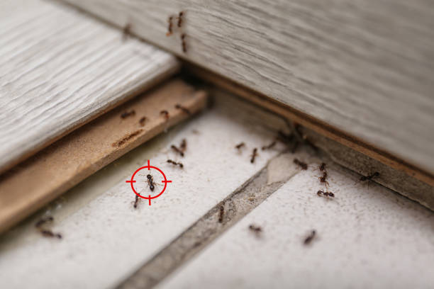 Best Wildlife Control Services  in Corinth, MS